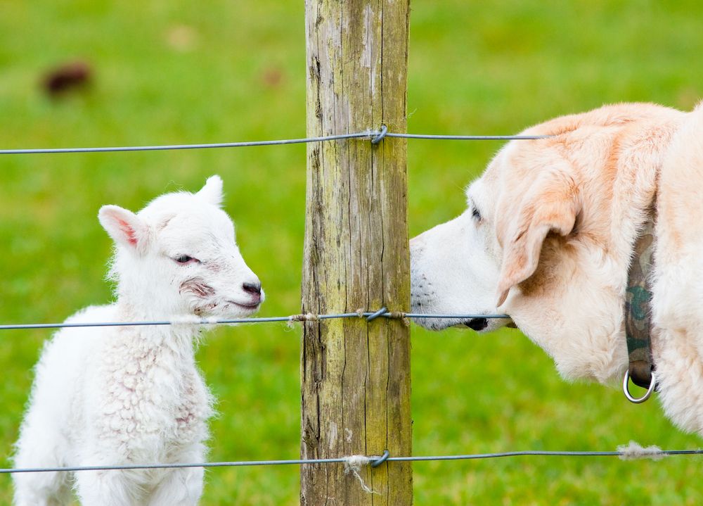 Silence of the Lambs